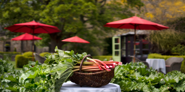 Rhubarb Patch