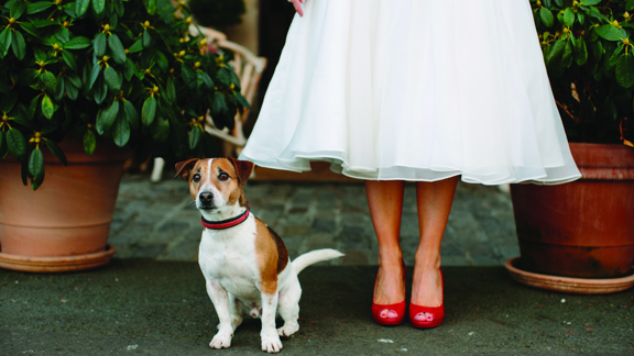 Prestonfield Bride and dog